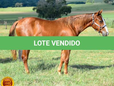 LOTE 007 - KINGS HEAVEN REY B3