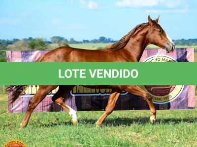 LOTE 007 - KINGS HEAVEN REY B3
