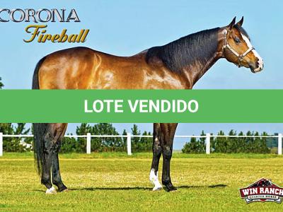 LOTE 003 - EMBRIÃO EFETIVADO - CORONA FIREBALL x CORONA TRÊS G2