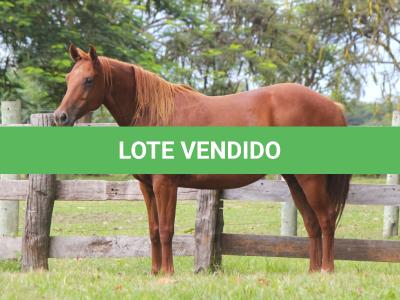 LOTE 018 - TIROLESA TO FLY EDU