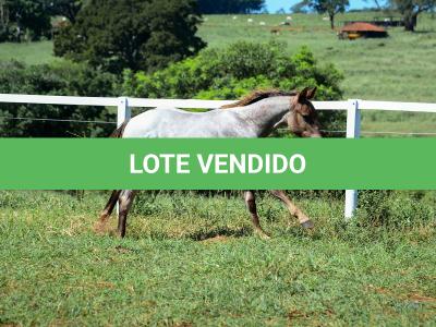 LOTE 017 - INSANE BET VRA