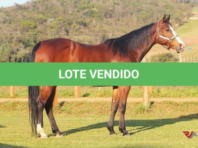 LOTE 002 - CORONAFROMTHEGETGO