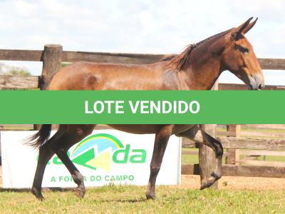 LOTE 001 - GRANFINA