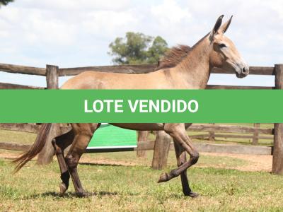 LOTE 022 - REVISTA