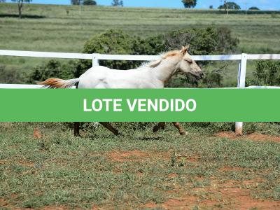 LOTE 018 - POPSANDBANGS VRA
