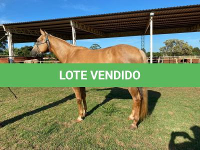 LOTE 006 - RED ACRE SWR