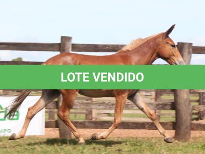 LOTE 020 - CARANDÁ