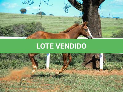 LOTE 015 - GUNNATRUCK VRA