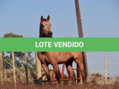 LOTE 016 - LUNA HELLUVA MISTER