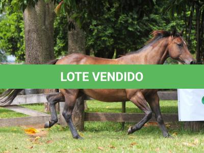 LOTE 012 - KINDA APOLLO THISTU