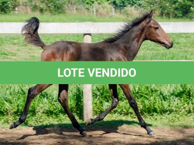 LOTE 008 - MV IDEAL PETKOVIC