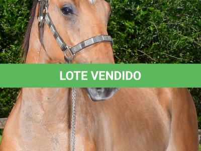 LOTE 016 - SPIN LENA Z