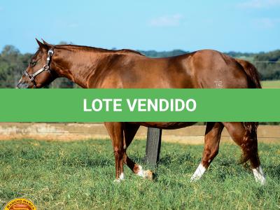 LOTE 013 - SOLTERA REY PEP B (2x1)