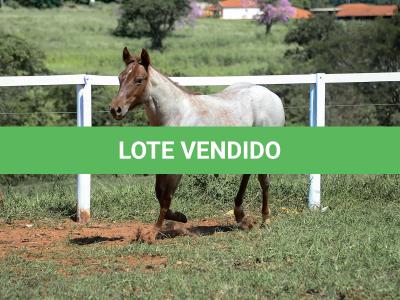 LOTE 003 - DALLARA CAT VRA