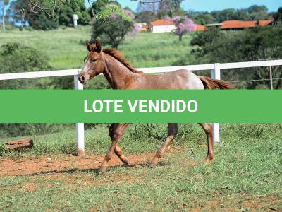 LOTE 006 - LOOK ME TWICE VRA