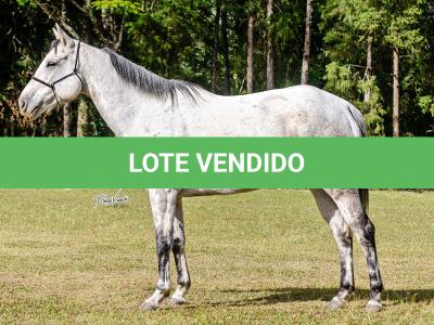 LOTE 017 - CANDY JET GAMAY MMT