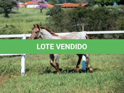 LOTE 004 - TRINITY CAT VRA