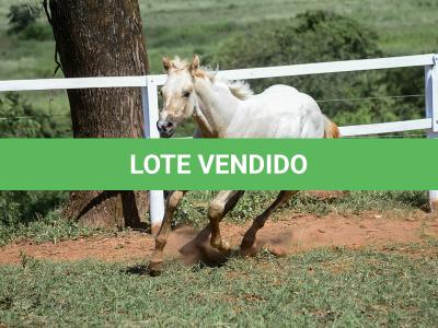 LOTE 018 - POPSANDBANGS VRA