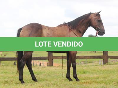 LOTE 003 - MAGAYVER ONLY