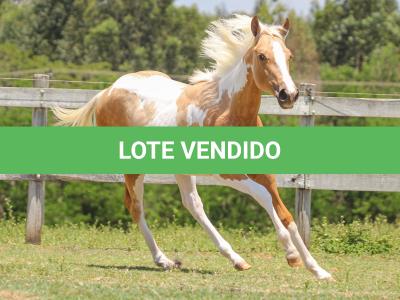 LOTE 008 - PENELOPY TOP TOO YBJ