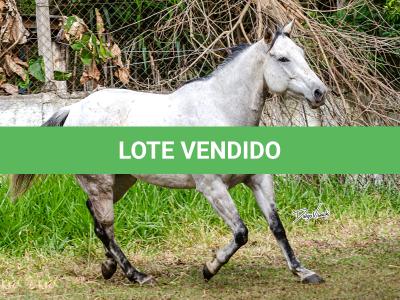 LOTE 017 - CANDY JET GAMAY MMT