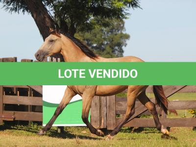 LOTE 016 - APOLLO H HANCOCK