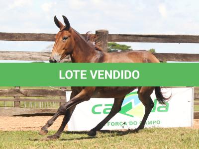 LOTE 001 - GRANFINA