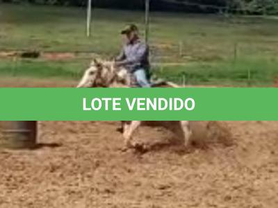 LOTE 006 - YOLLANDA WARS