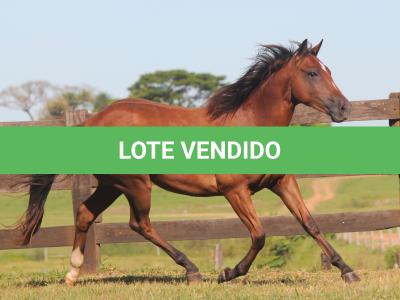 LOTE 018 - SAN JAMES APOLLO BEE