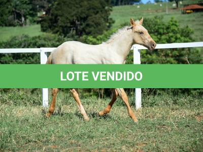 LOTE 014 - GANGSTAR VRA