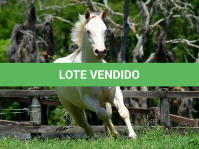 LOTE 005 - TWICE GALLO STEP