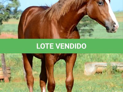 LOTE 007 - KINGS HEAVEN REY B3