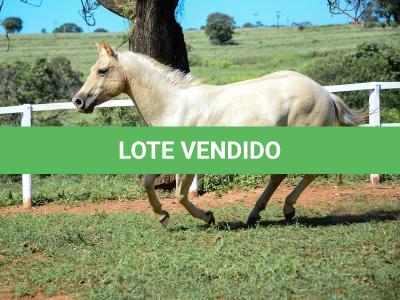 LOTE 011 - CATS BRUDDER DEE RN (2x1)