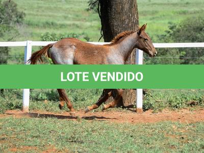 LOTE 005 - CATILLAC BET VRA