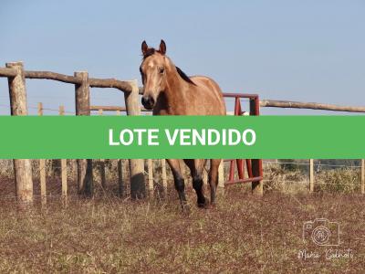 LOTE 016 - LUNA HELLUVA MISTER