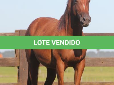 LOTE 018 - SAN JAMES APOLLO BEE