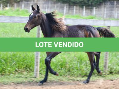 LOTE 005 - MV PHOTO PETY ROYALE