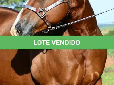 LOTE 013 - SOLTERA REY PEP B (2x1)