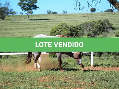 LOTE 001 - SPOTTISH
