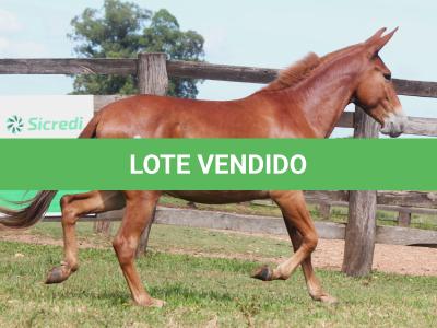 LOTE 003 - TRES PINTAS