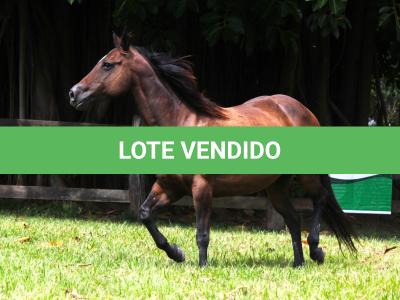 LOTE 012 - KINDA APOLLO THISTU