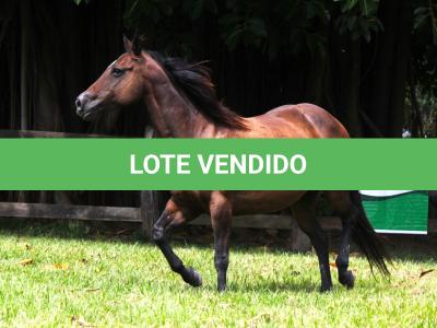 LOTE 015 - KINDA APOLLO THISTU