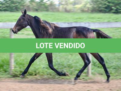 LOTE 005 - MV PHOTO PETY ROYALE