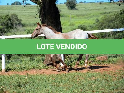 LOTE 004 - TRINITY CAT VRA