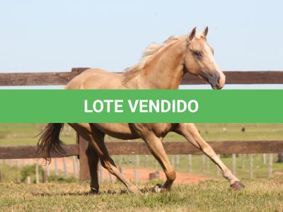 LOTE 017 - APOLO DANS FIREWATER