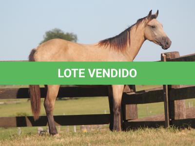 LOTE 016 - APOLLO H HANCOCK