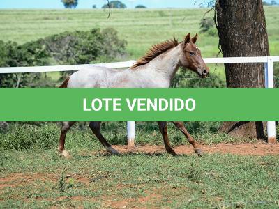 LOTE 003 - DALLARA CAT VRA
