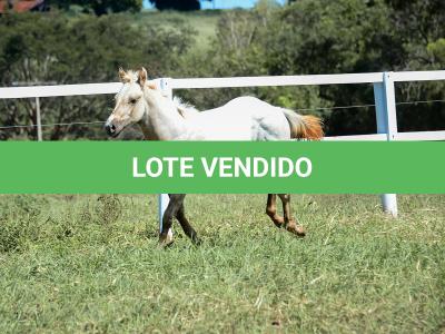 LOTE 018 - POPSANDBANGS VRA