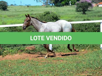 LOTE 017 - INSANE BET VRA