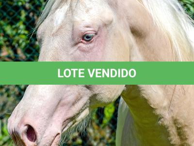 LOTE 007 - CREME APOLLO ENC